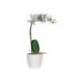 FLOR ARTIFICIAL MARCA PAPERFLOW ORQUIDEA BLANCA 40 CM