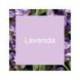 Ambientador spray Brise olor lavanda
